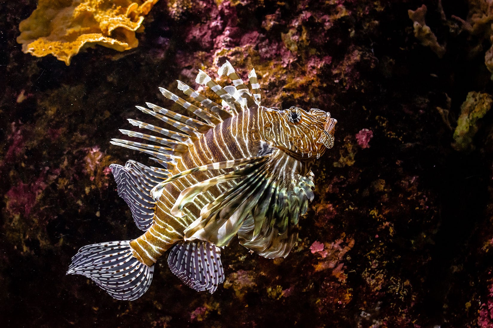 Poisson lion, rascasse poule (Pterois volitans) - © Julien Froc