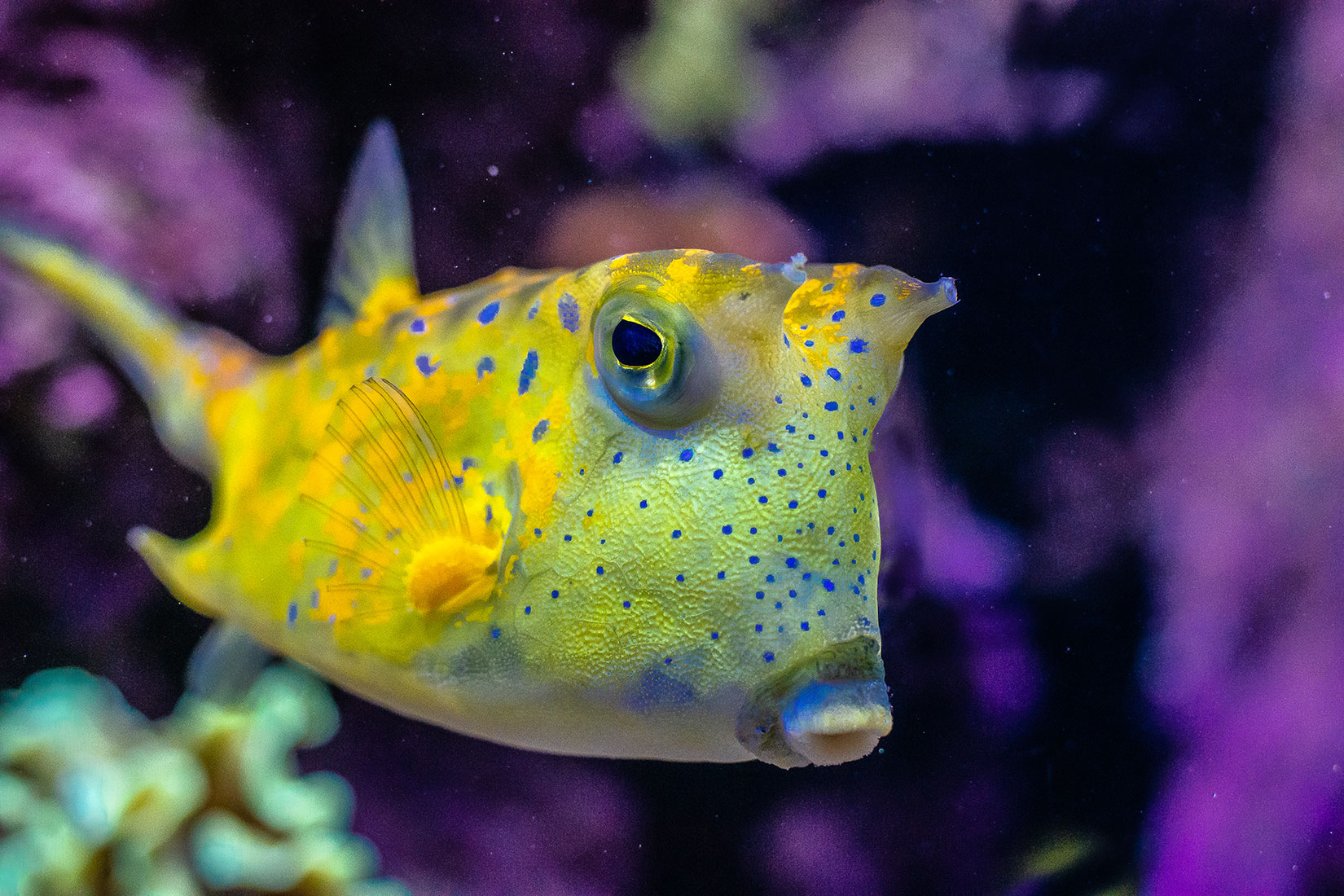 Poisson vache (Lactoria cornuta) - © Julien Froc