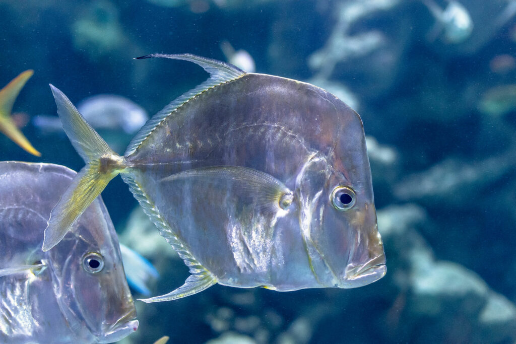 Les poissons dormentils ? Océanopolis