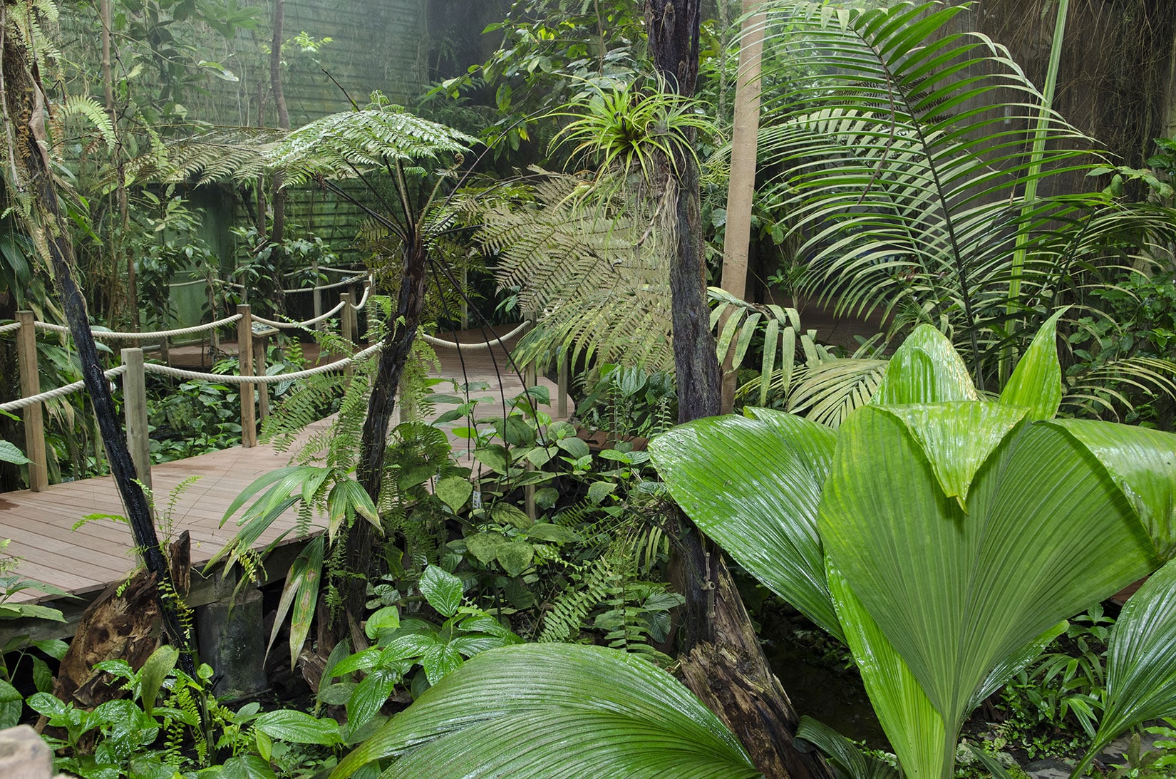 Serre tropicale - © Océanopolis