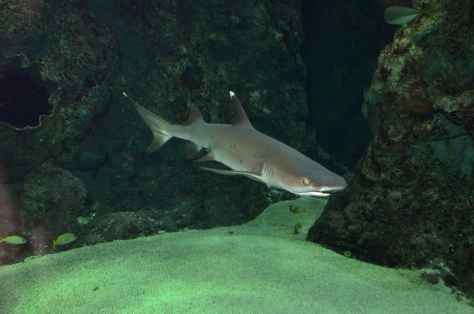 Requin pointe blanche (Triaenodon obesus) - © Océanopolis