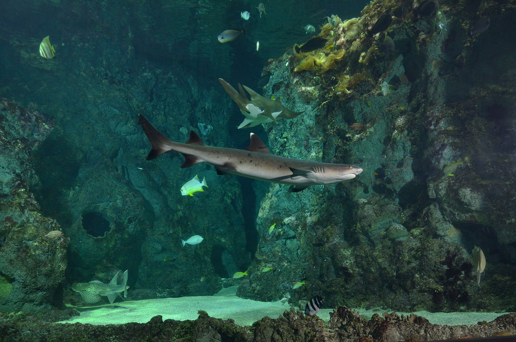 Requin pointe blanche (Triaenodon obesus) - © Océanopolis