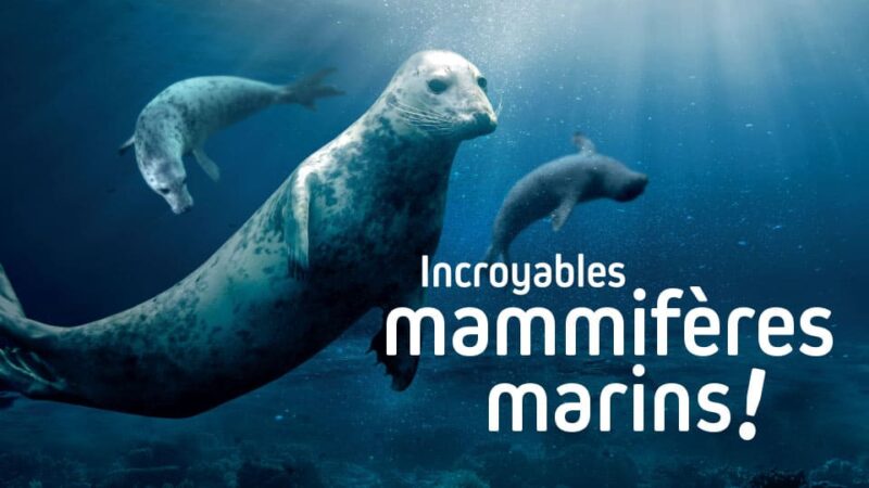 visuel-incroyables-mammifères-marins