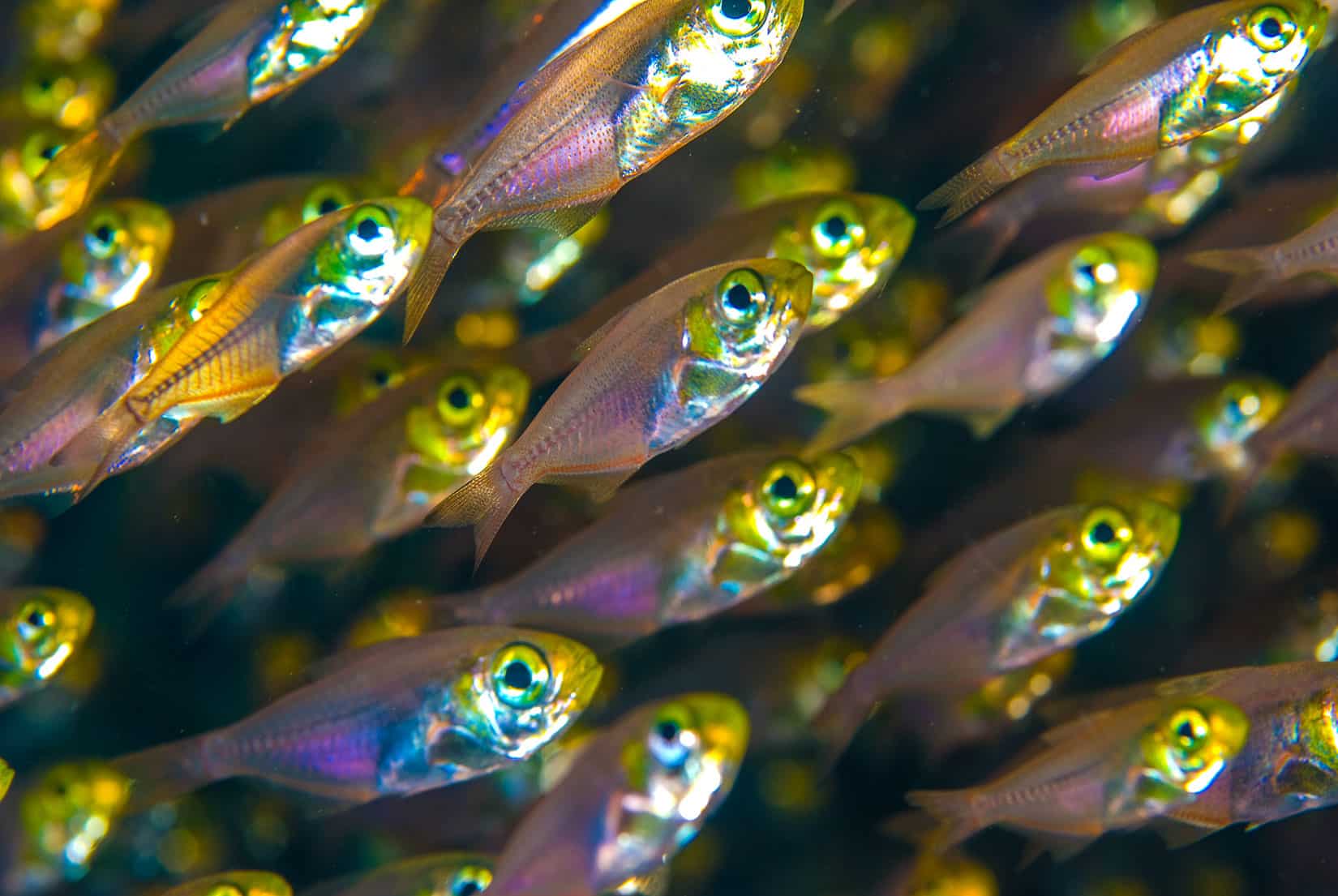 Poissons Hachettes Nains (Parapriacanthus ransonneti) - © Vincent Chalias