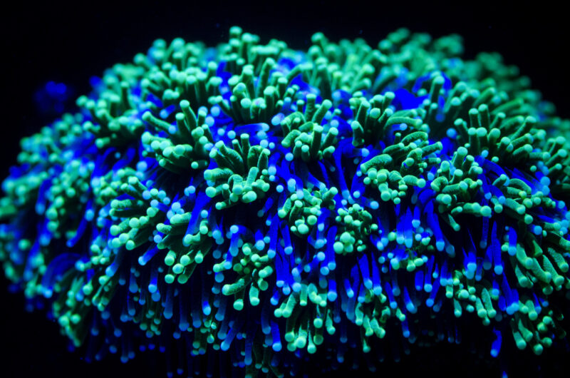 Galaxea fascicularis – Corail piquant - Tentacules fluorescents du corail piquant Galaxea fascicularis 