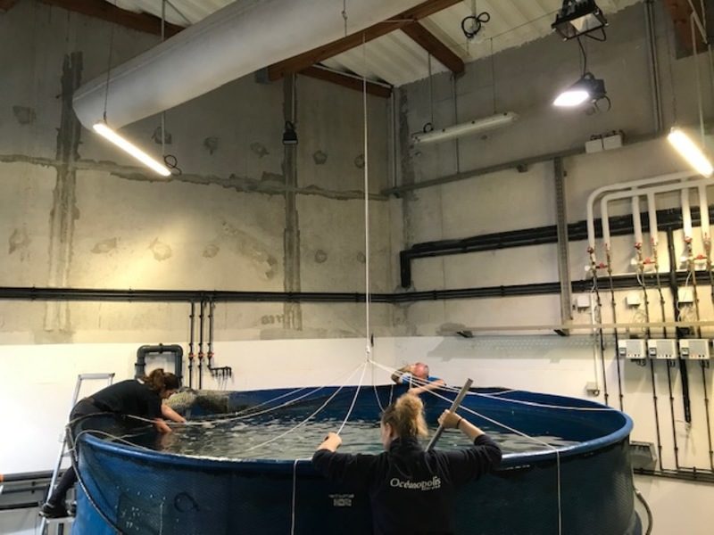 L'équipe d'aquariologie en plein travail - © Océanopolis