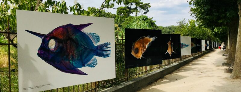 Exposition les petits des poissons - © Muséum national d’Histoire naturelle