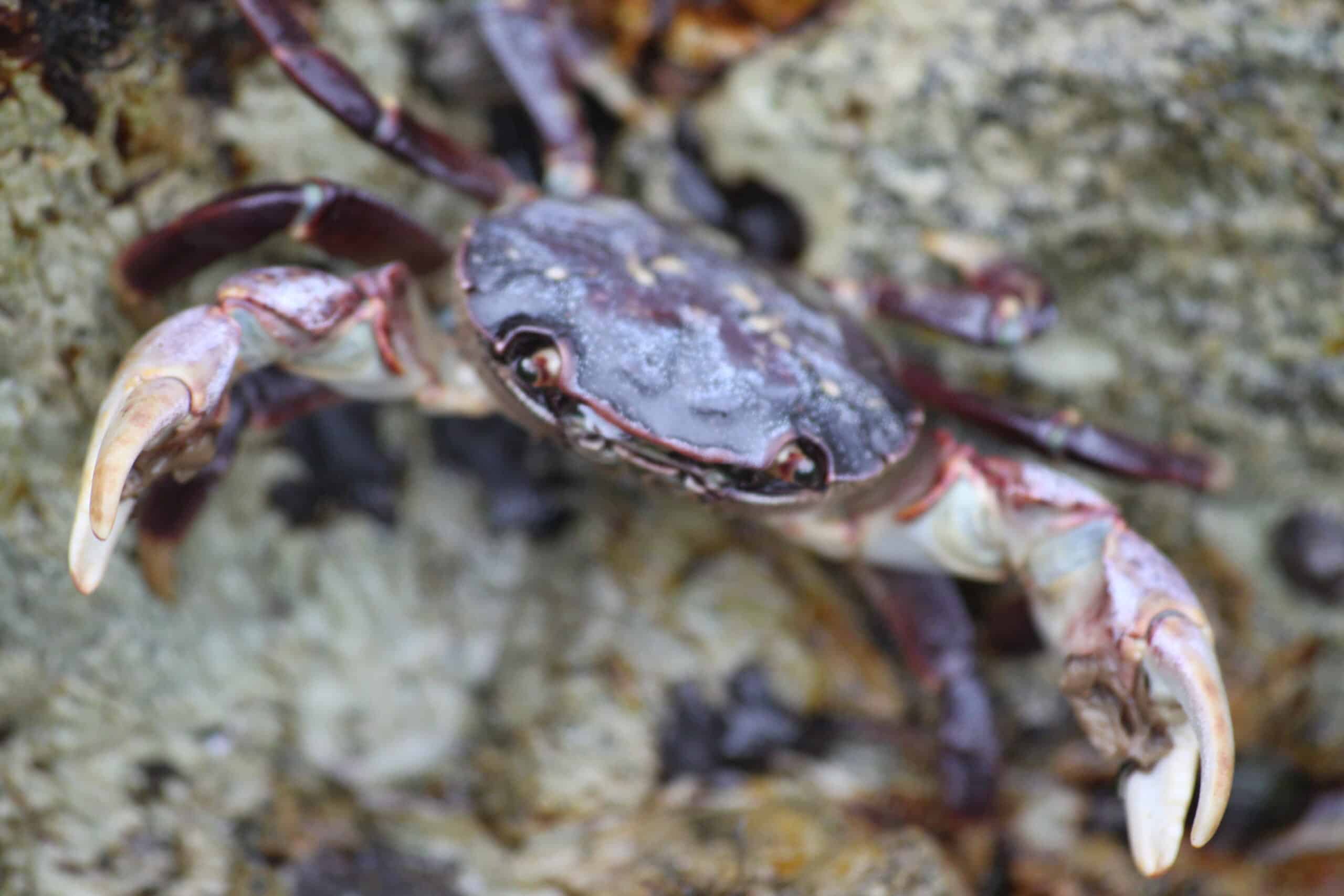 La biodiversité bretonne