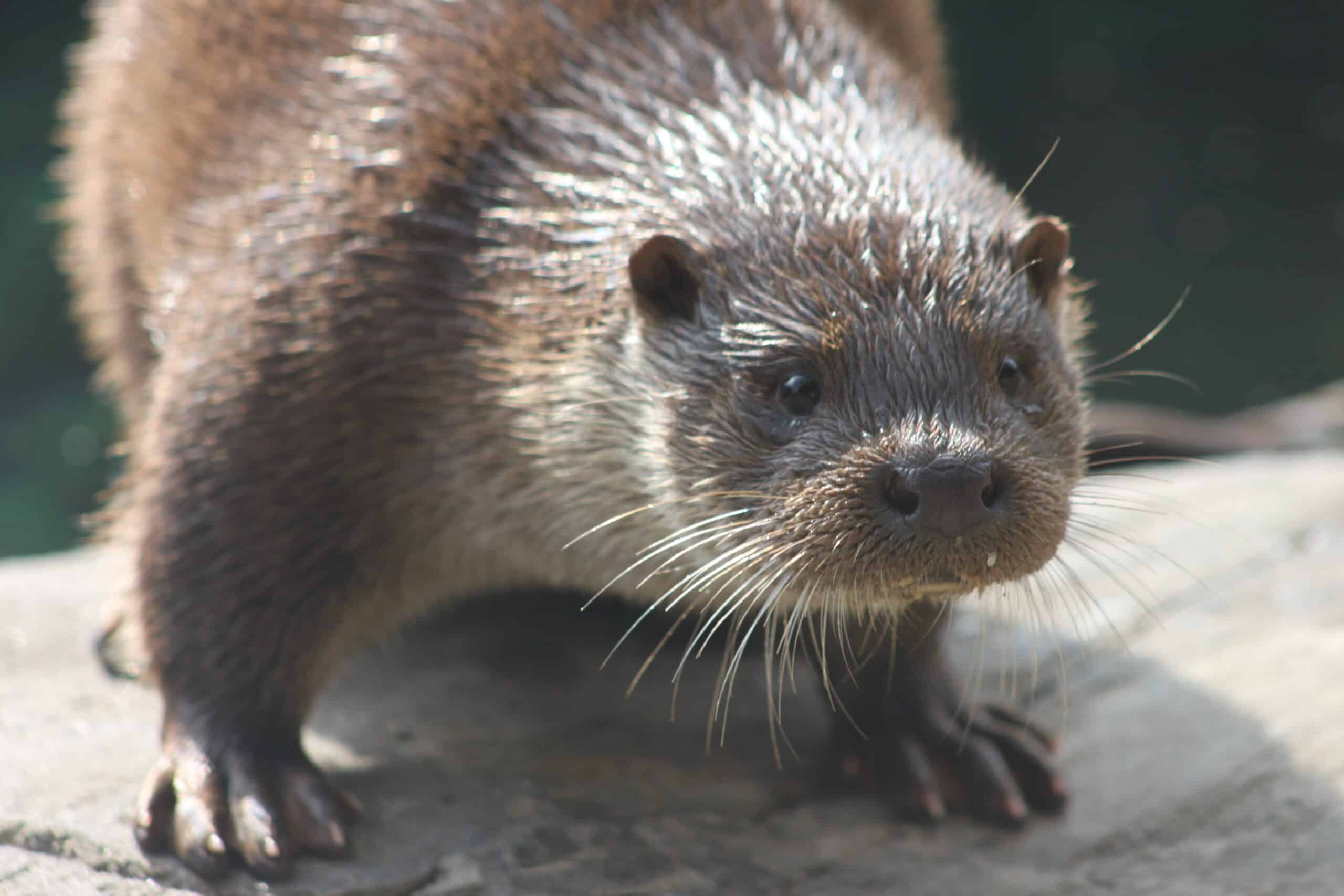 Loutre d'Europe