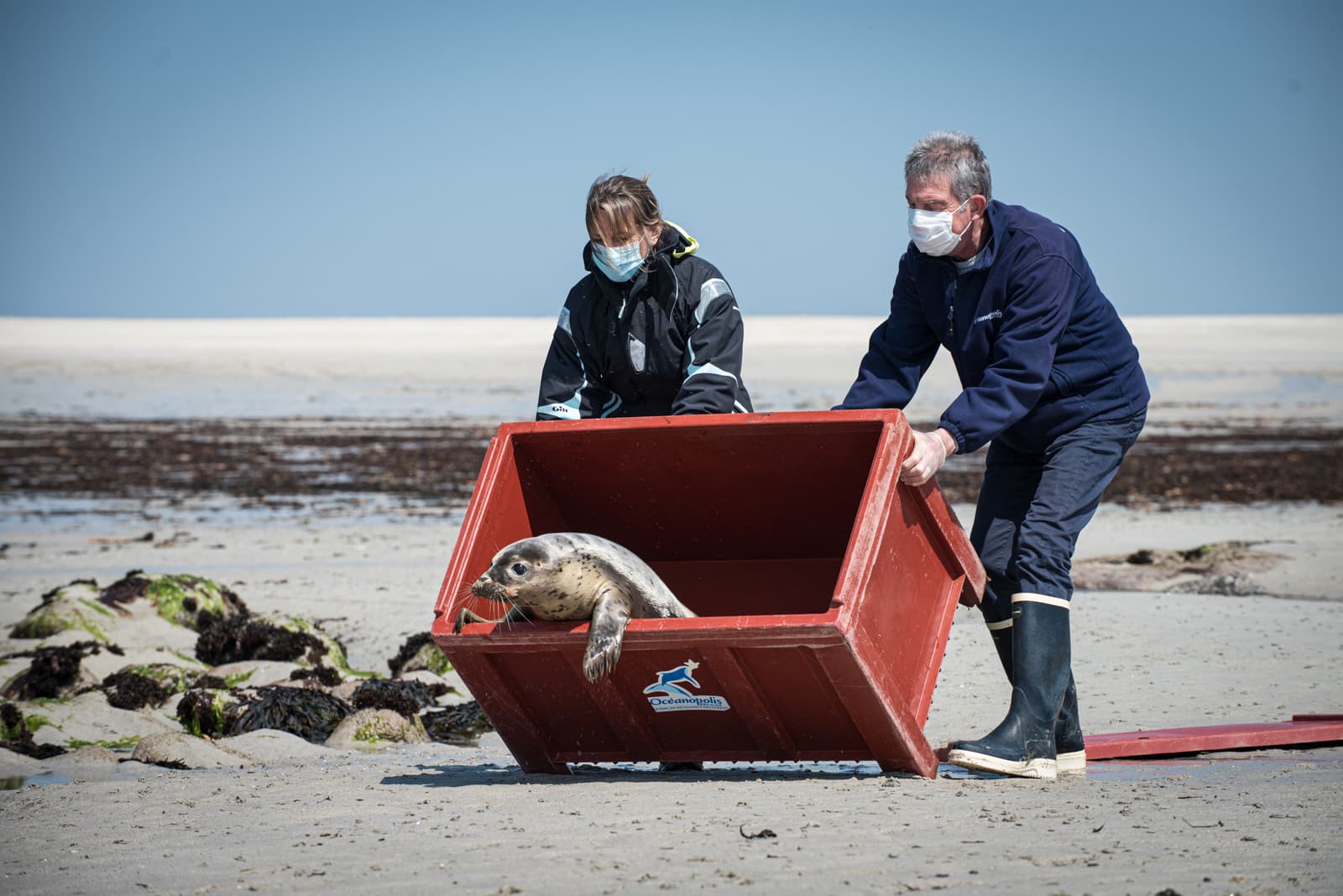 ACMOM : l’Association pour la Conservation des Mammifères et Oiseaux Marins de Bretagne