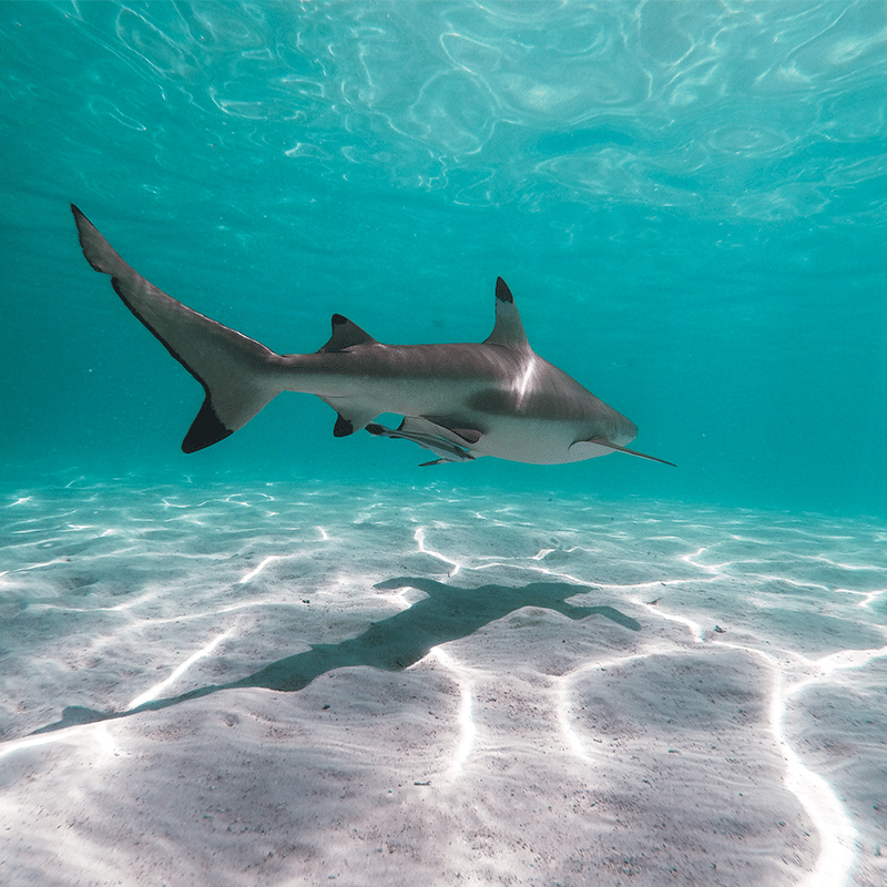 photo requin la proie et l'ombre