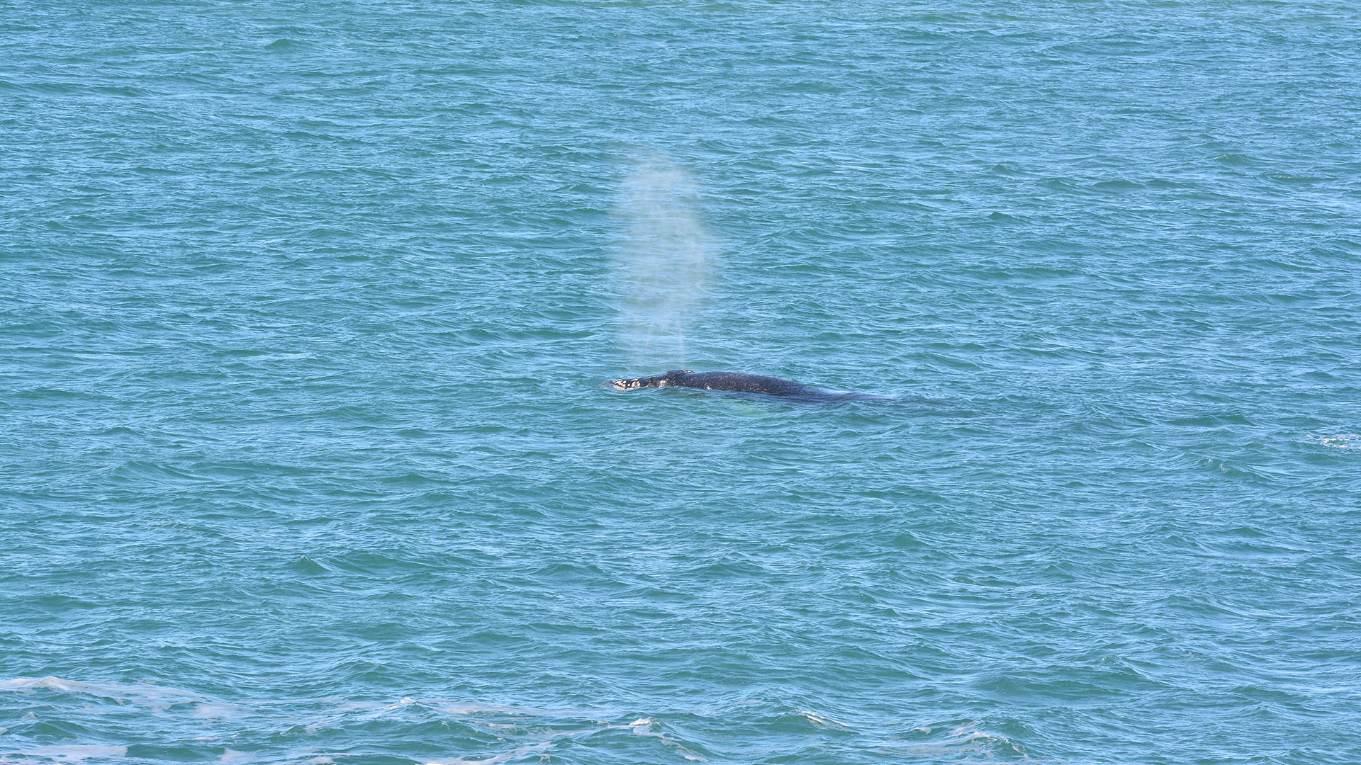 baleine à bosse évent