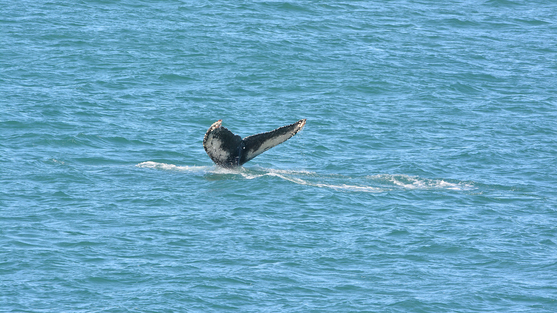 baleine à bosse queue