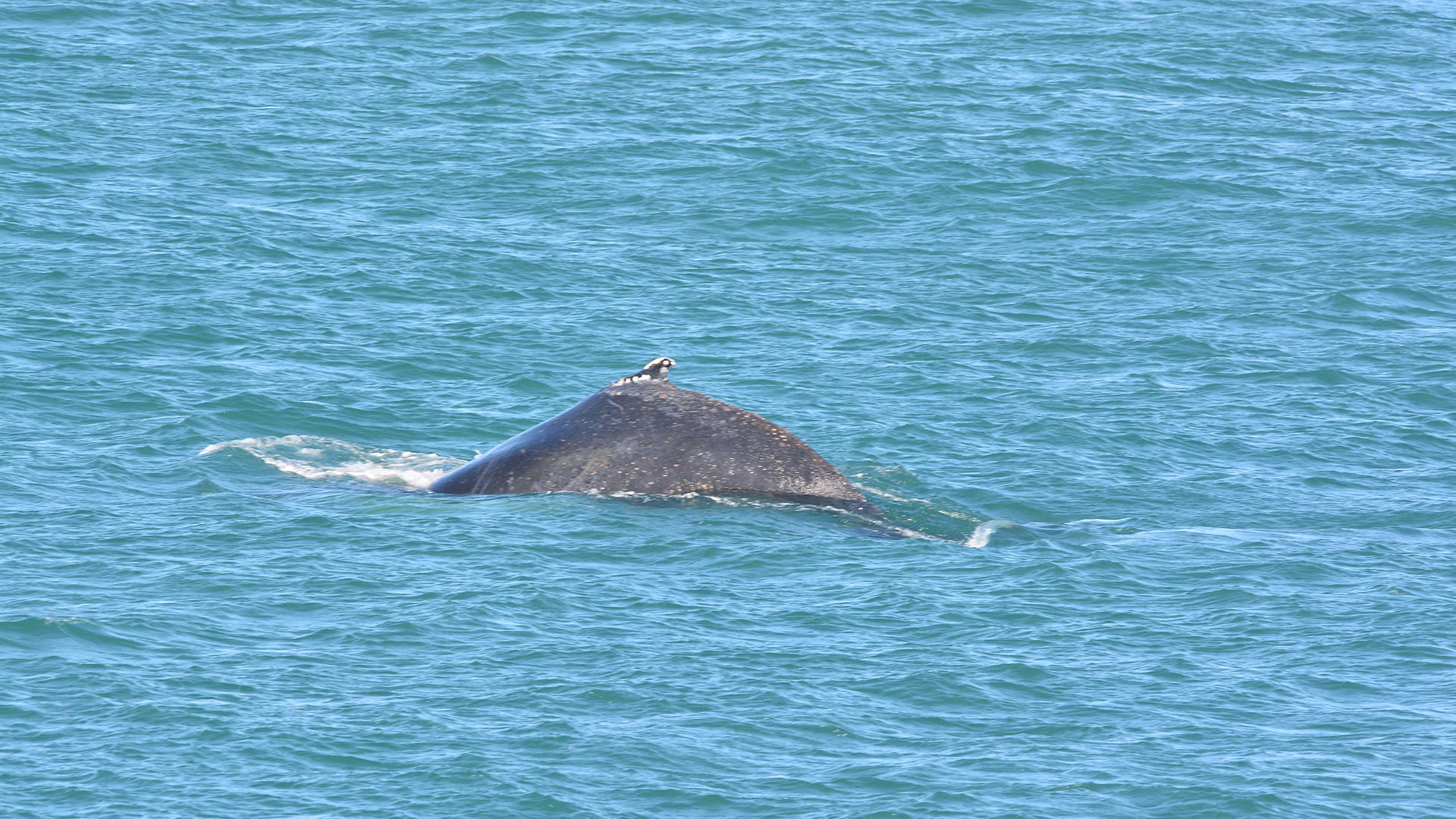 baleine à bosse dos