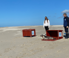 Relâcher de phoques veaux-marins en baie du Mont Saint-Michel