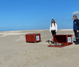Relâcher de phoques veaux-marins en baie du Mont Saint-Michel