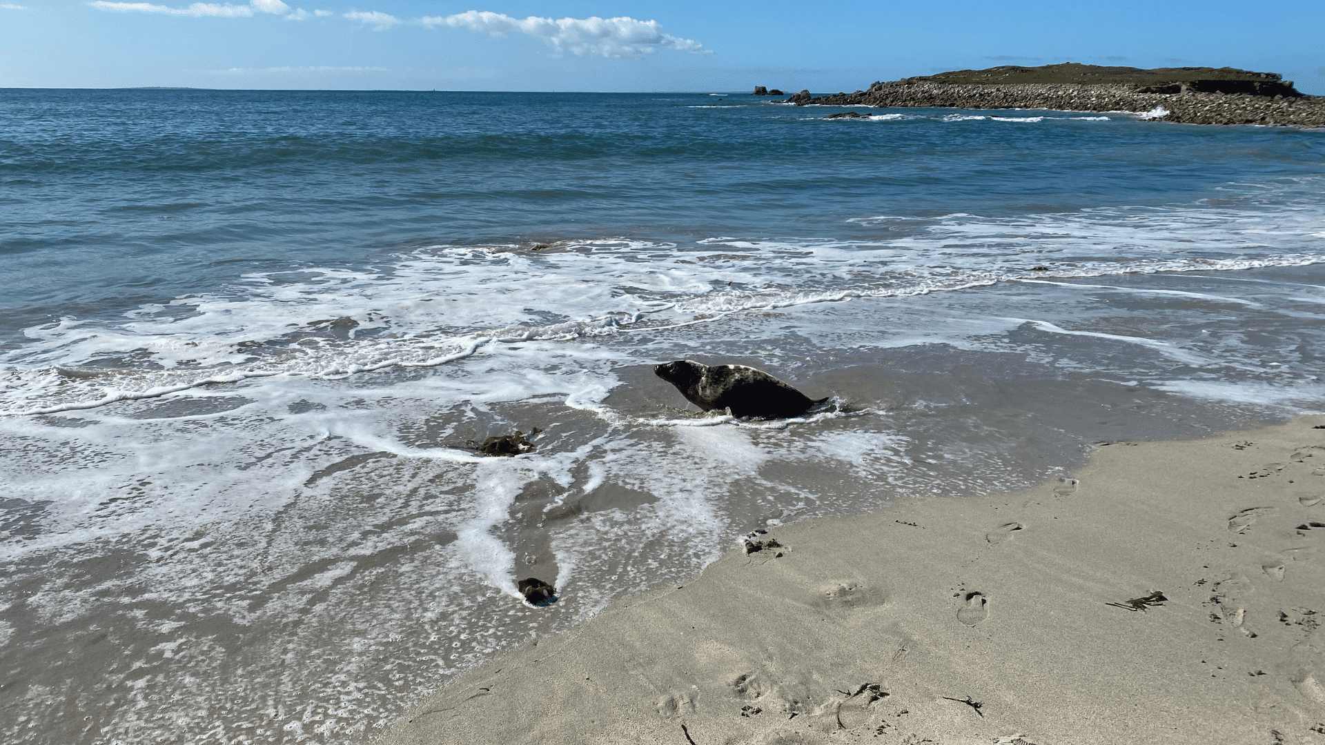 phoque gris à l'eau