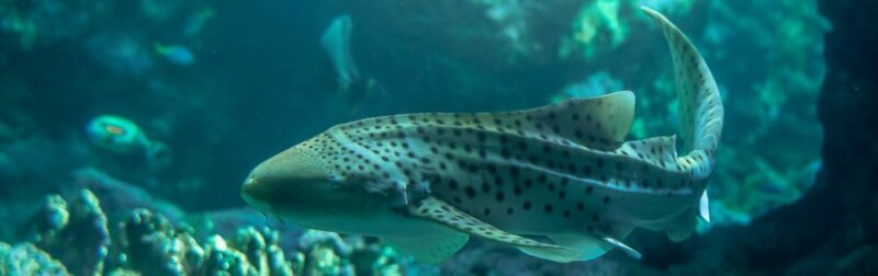 Le requin-zèbre - Oceanopolis