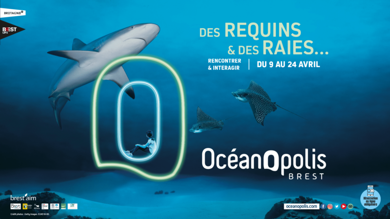 affiche de l'animation des requins & des raies