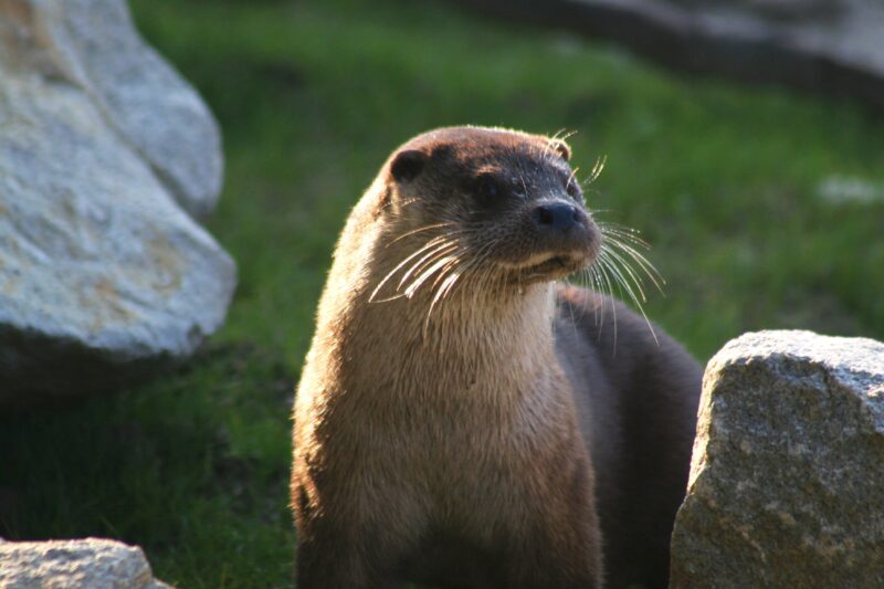 Vénus, loutre d'Europe à Océanopolis