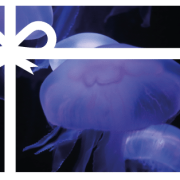 Offrez une e-carte cadeau
