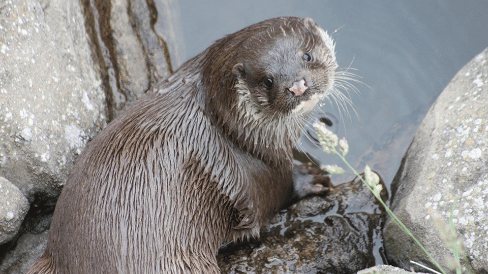 loutre d'europe