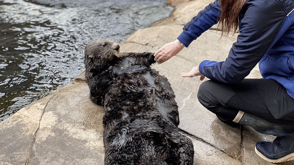 Training loutre check up patte