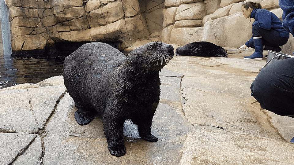 Loutre de mer