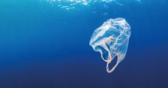 Défi Plastique 2023, ramassage de déchets sur les plages par Océanopolis Acts