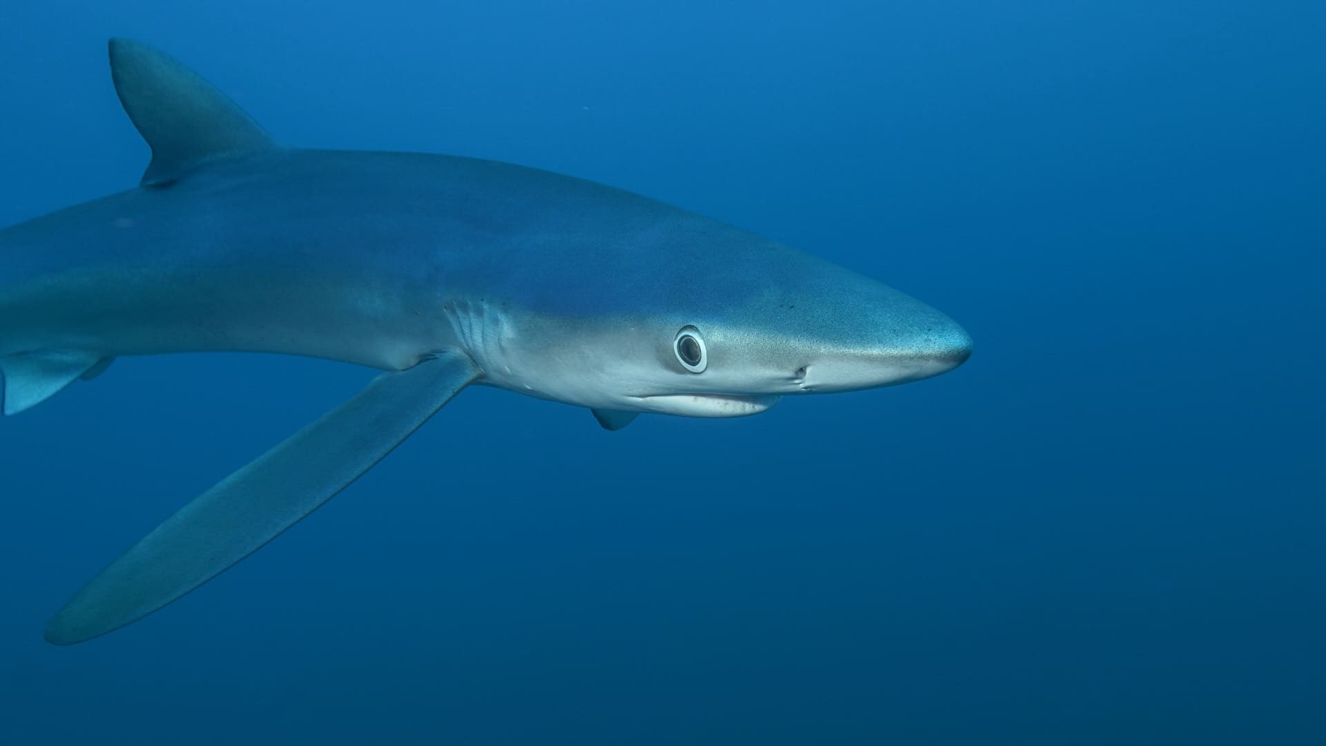 Requin bleu en Bretagne