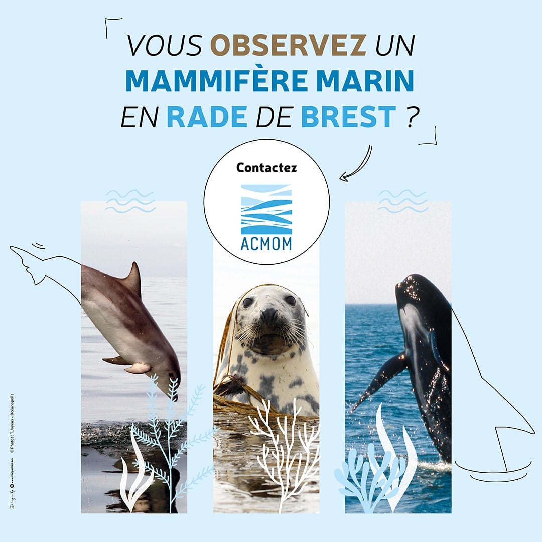 Destination Haute-Mer - Pêche et observation de mammifère marins