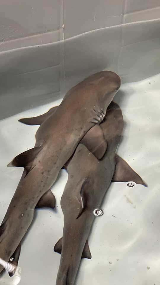 Naissance de 3 requins à pointes blanches - Océanopolis