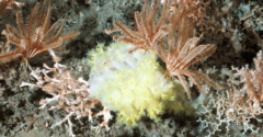 Les incroyables trésors des canyons sous-marins