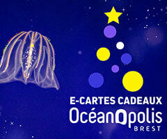 Pour Noël, faites le plein de cadeaux à Océanopolis !