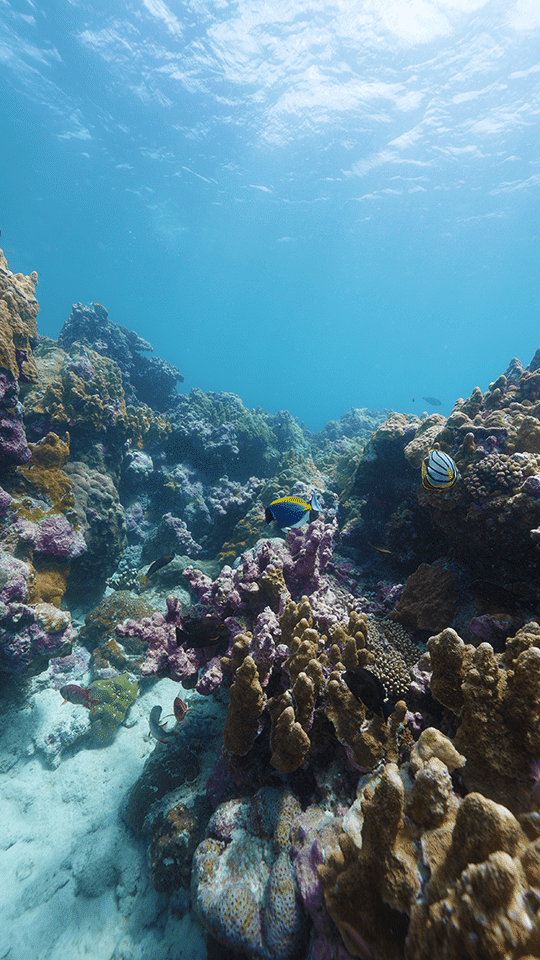Plongée dans les eaux de l'atoll