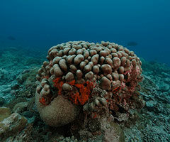 Mission Océan Indien 2022 : Collecte de coraux à Aldabra