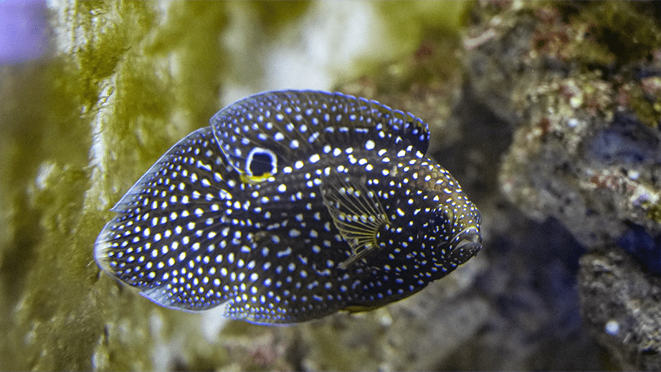 Poisson comète adulte à Océanopolis