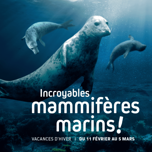 visuel incroyables mammifères marins