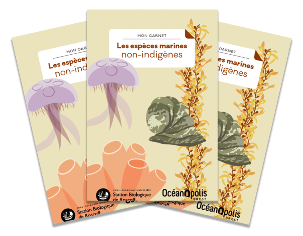Jeu De Cartes Sel De Mer Et Papier – Édition Italienne, 2 à 4 Joueurs, à Partir De 8 Ans