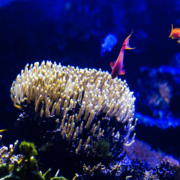 Dossier pédagogique « Les récifs coralliens »
