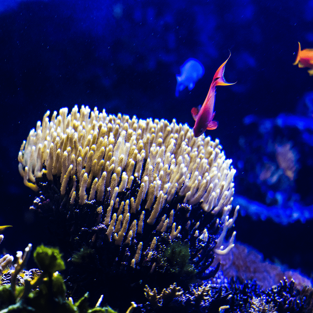 Les récifs coralliens