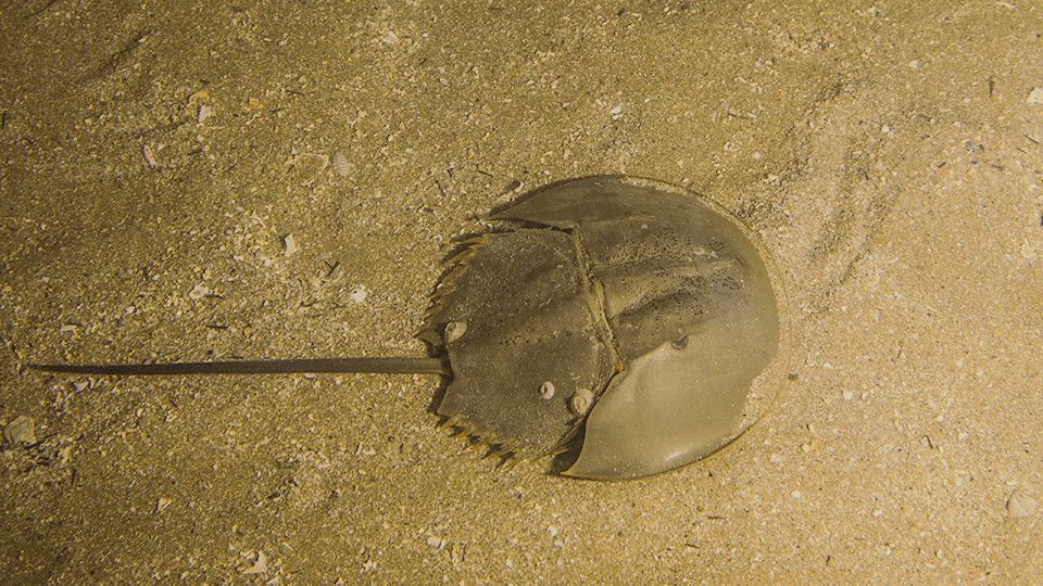 Limule, Limulus polyphemus, Océanopolis