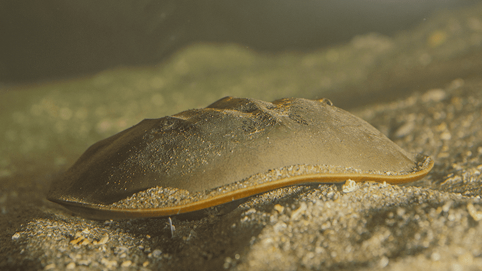 Limule, Limulus polyphemus, Océanopolis