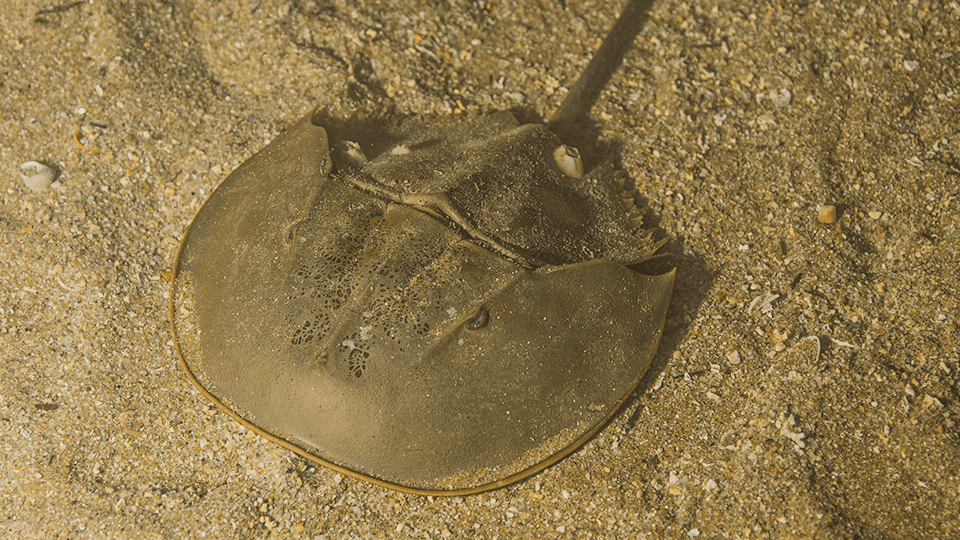 Limule, Limulus polyphemus, Océanopolis