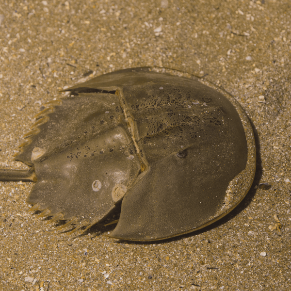 Limule, Limulus polyphemus, Océanopolis