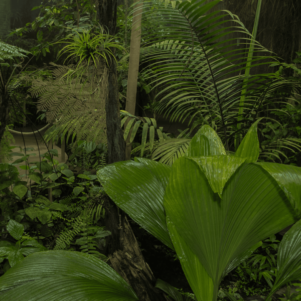 Serre tropicale Océanopolis