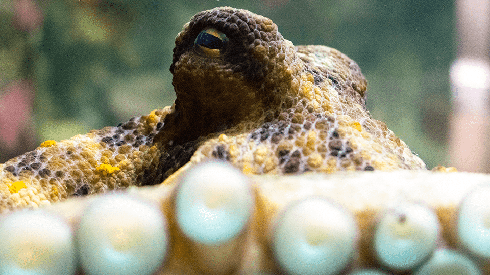 Poulpe commun, Octopus vulgaris. © A.Guillerm / Océanopolis