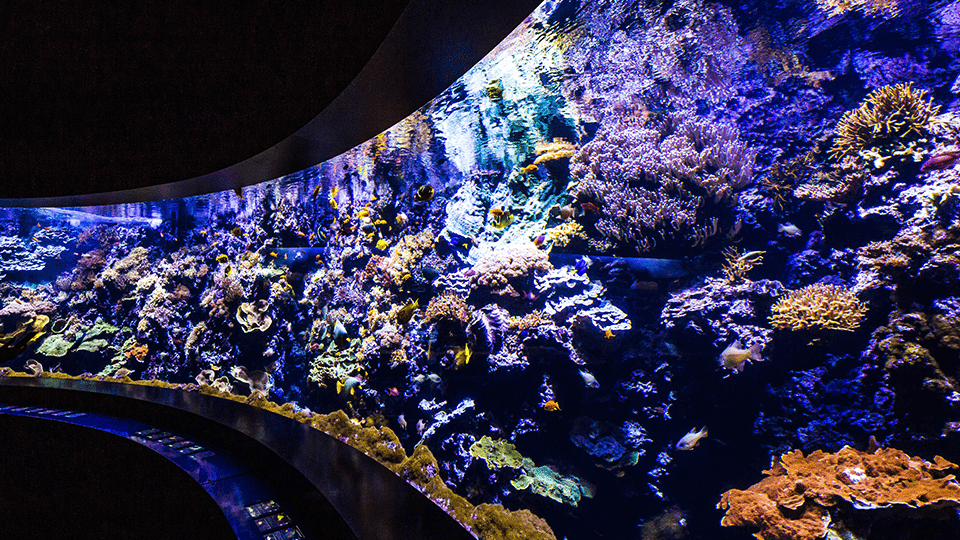 Barrière de corail à Océanopolis