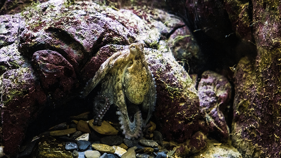 Poulpe dans son abris à Océanopolis. © L'œil de Paco