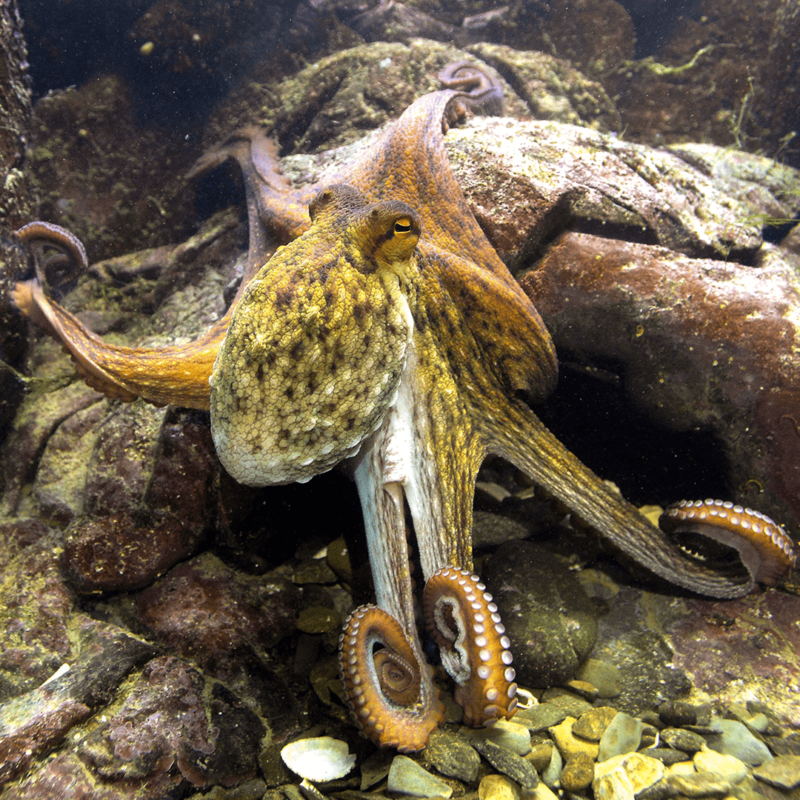 Le poulpe Oceanopolis